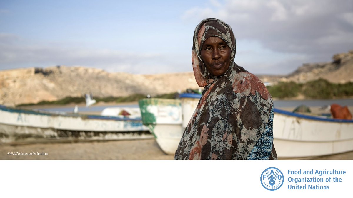 FAO in Somalia tweet media