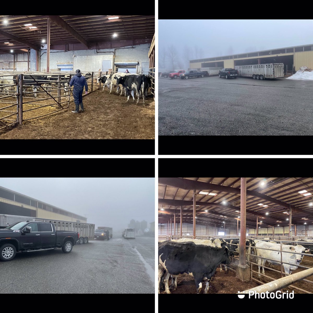 THANK YOU to the Green Acres Holstein Club of Alberta who donated a liner load of bred heifers from the Lethbridge area and sent them to Abbotsford, BC to assist dairy producers affected by the Nov 15 flood. This incredible gift was practical, valuable and very much appreciated!