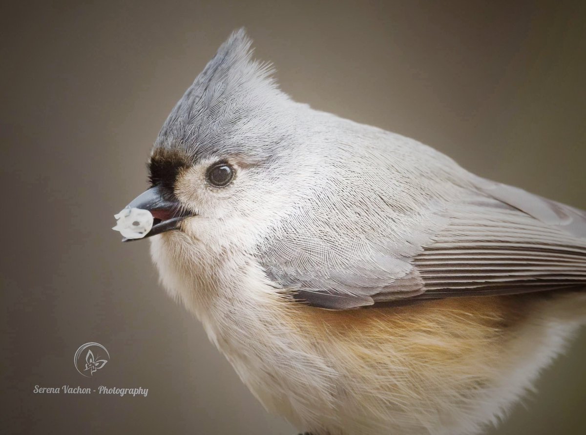 SerenaVachon's tweet photo. Tufted titmouse #birds #birding #birdphotography #naturephotography https://t.co/RMKuiDrubk