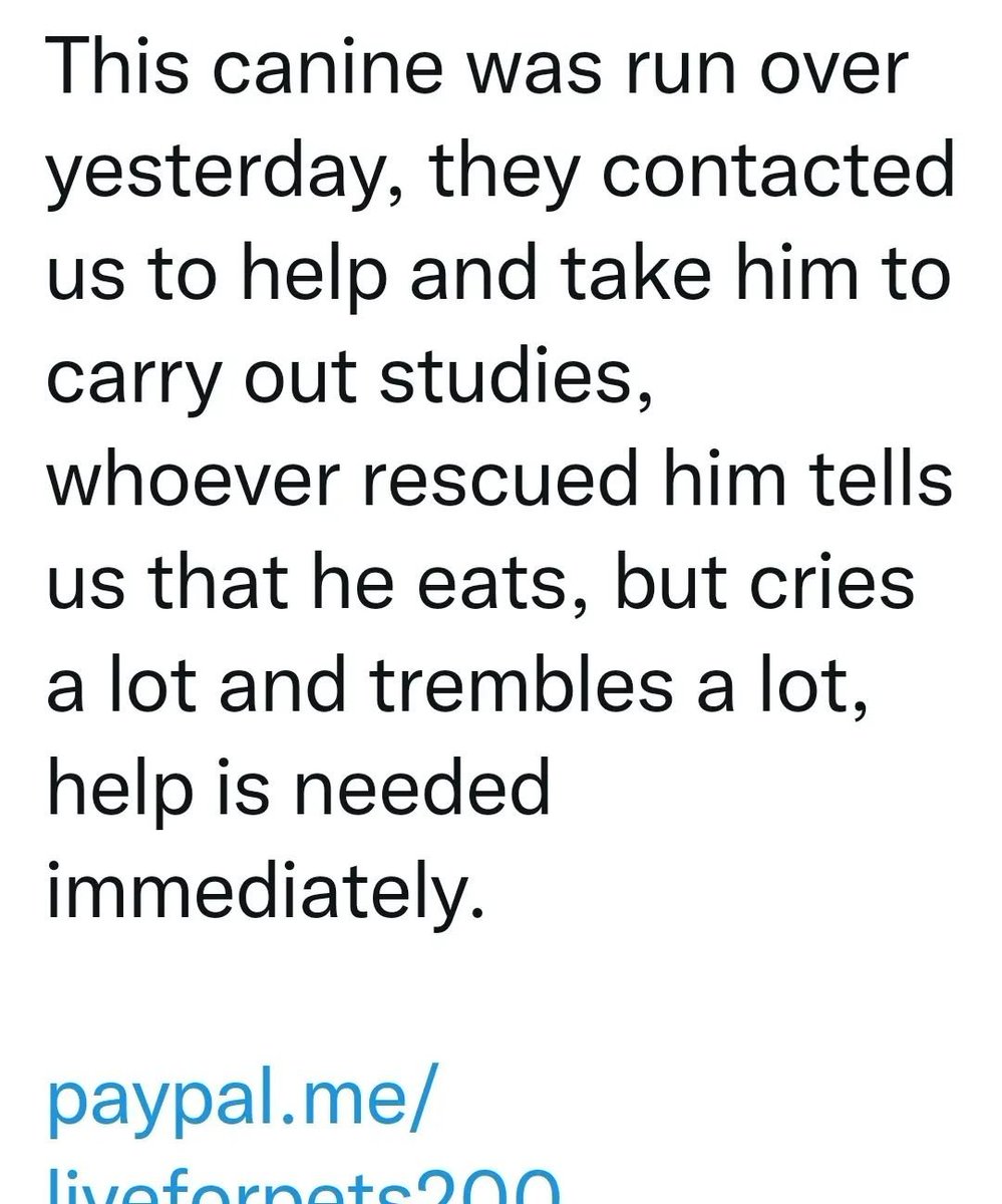 ManosXpatas's tweet photo. ATENCIÓN Como pueden ver estas publicaciones hechas por esta cuenta de Twitter @LiveForPets2000 pertenecen a publicaciones de ManosXpatas Tilin, Raya y el Cielo de #TierraBendita 
Encontramos fotos que pertenecen a otros refugios de Venezuela hay que denunciar esta cuenta https://t.co/CQ2CvZvkwx