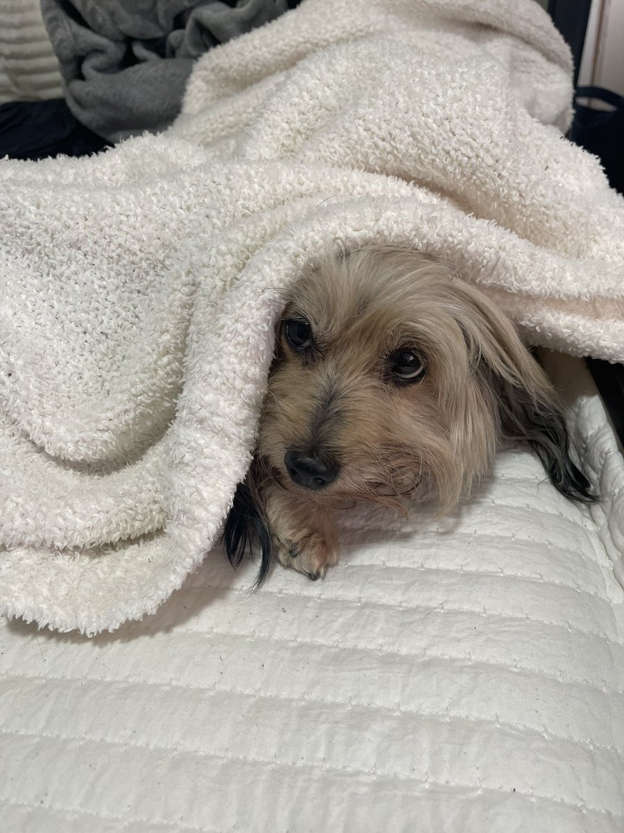 lilsigh's tweet photo. just missing my good girl boo, grieving your dog has to be one of the hardest things in life. miss you so much my sweet girl 💔 https://t.co/QsNPrjSzjf