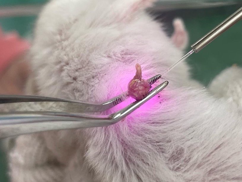 Dr_animalclinic's tweet photo. ハムスター🐹の手術、無事終了👍
倉鼠🐹手術順利完成👍
햄스터🐹의 수술, 무사 종료 👍
#犬薬膳 #PYIA #ペット薬膳 #ペット薬膳管理士 #中獣医 #誠灸 #漢方 https://t.co/tVmaD2XVVj