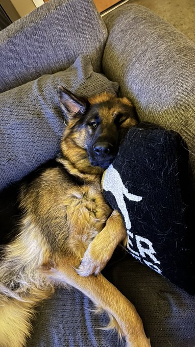 Moose is still a little out of it but is doing good😊 Thank you for all the sweet messages asking about<a href="/tag/harley"class="tags"><span>#harley</span></a><a href="/tag/adult"class="tags"><span>#adult</span></a><a href="/tag/adultquotes"class="tags"><span>#adultquotes</span></a>