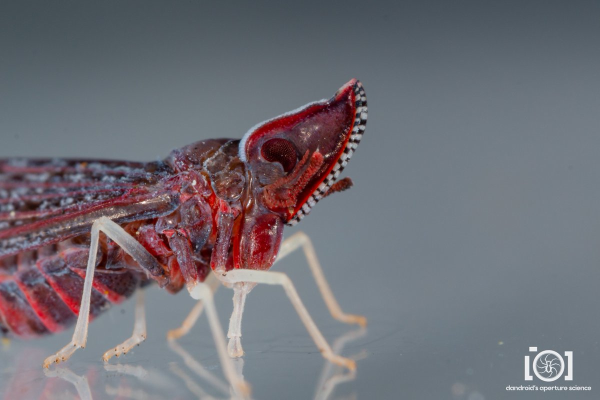 Dandroid's Aperture Science 💛🤍💜🖤🕷️🐜 tweet media