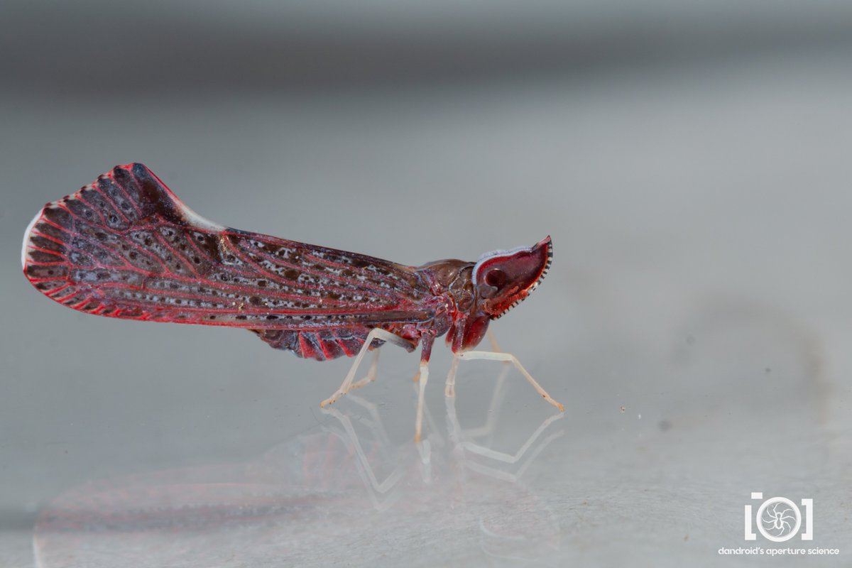 Dandroid's Aperture Science 💛🤍💜🖤🕷️🐜 tweet media