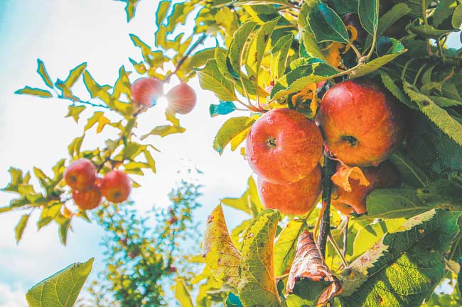 Ag visa still working its way down the pipe 

IT was with some fanfare in June of las... 
sheppadviser.com.au/ag-visa-still-…