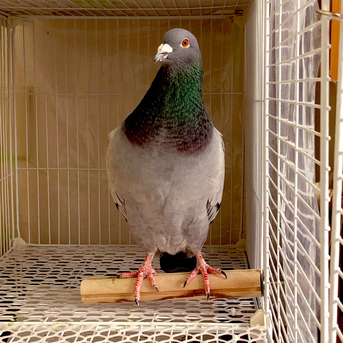 birshes's tweet photo. ずっしりバトのせいで止まり木が軋んでる https://t.co/XLm9CTiiBP