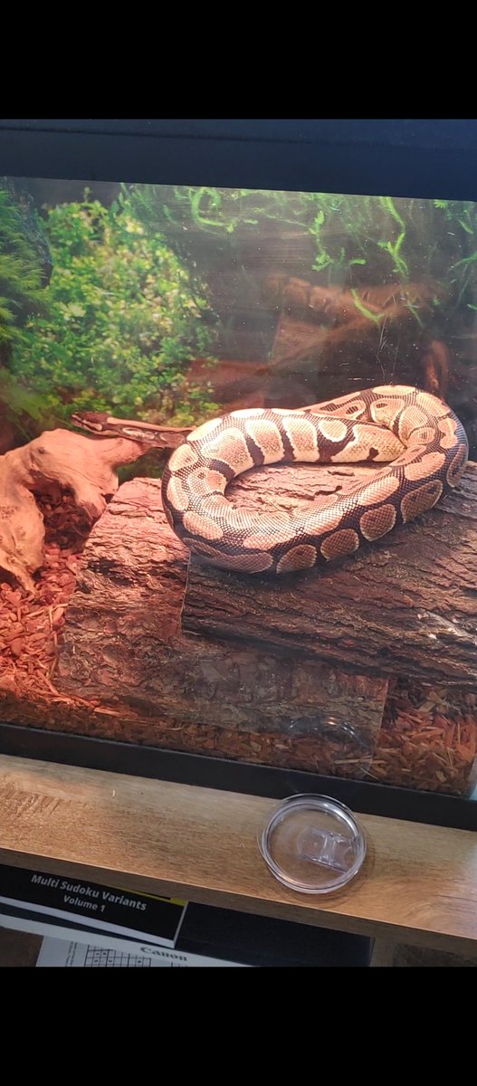 enoire3's tweet image. Got this gorgeous ball python this week from my local shelter. After a full cleanout of the tank, he seems happy and active. He wasn't hungry when I tried to feed him so I'll wait a few days to let him settle into his new home. Tank is next to my desk so he gets used to my voice.
