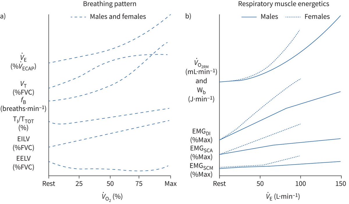 Biological sex can influence the pulmonary response to exercise in healthy individuals across the lifespan bit.ly/3ejMDrv