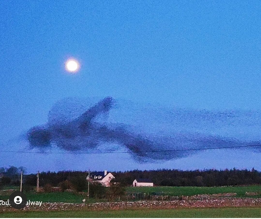 racheldubber's tweet image. Isn&apos;t this just amazing, photo taken by Marie Hession on Instagram of a starling murmuration under the full moon in Galway. I know what I see, how about you? #wednesdaythought