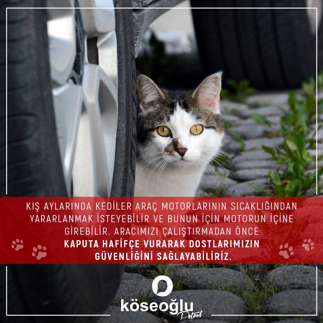 Kış aylarında kediler araç motorlarının sıcaklığından yararlanmak isteyebilir ve bunun için motorun içine girebilir. Aracımızı çalıştırmadan önce kaputa hafifçe vurarak dostlarımızın güvenliğini sağlayabiliriz. 🐈