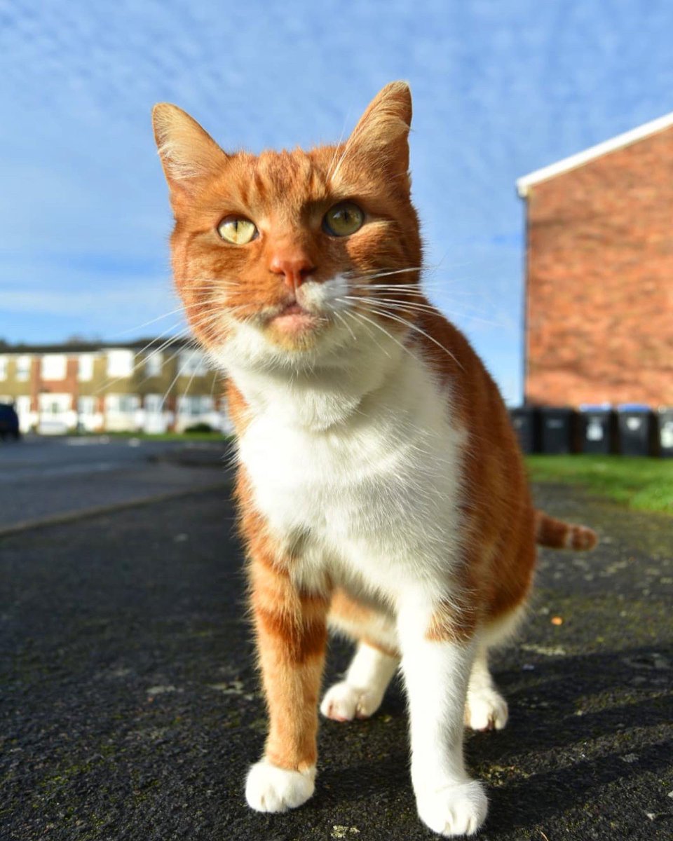 TommyTheGinger1's tweet photo. Happy Whiskers Wednesday #CatsofTwittter #mackeralsky #catsofinstagram #sky #TabbyTroop #whiskerswednesday https://t.co/zIiCgPHDho
