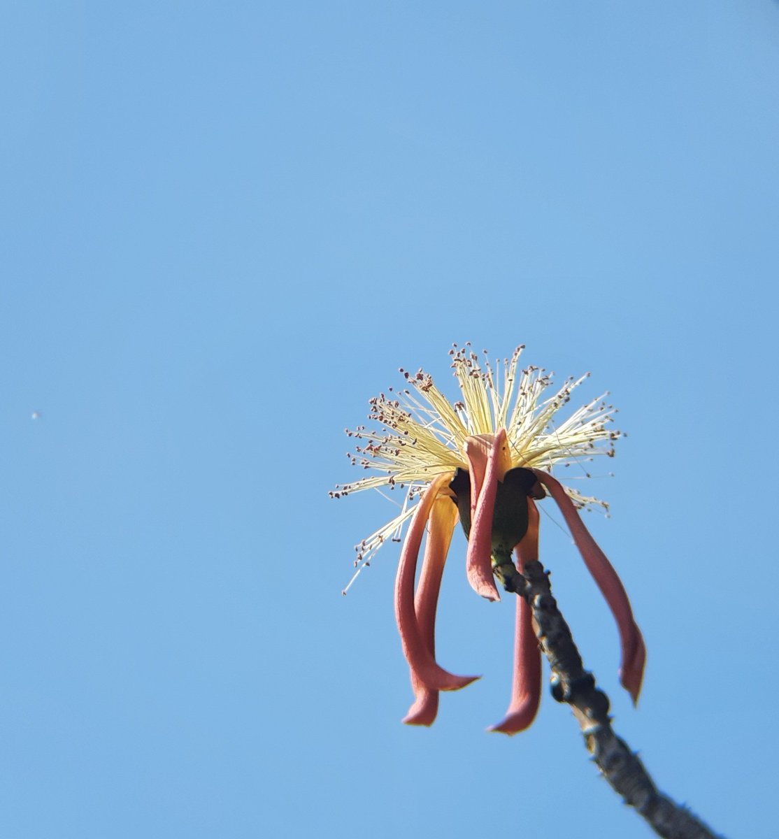 seasonwatch_in's tweet photo. #signs of #spring - a blooming 'showy red silk cotton' (Bombax insigne) at Phansad Wildlife Sanctuary, Maharashtra.
Can you see a new season on the #trees yet?
#indianspring #indiantrees #seasonaltrees #summerflowers
@IndianBotanists https://t.co/PBhePMmehd