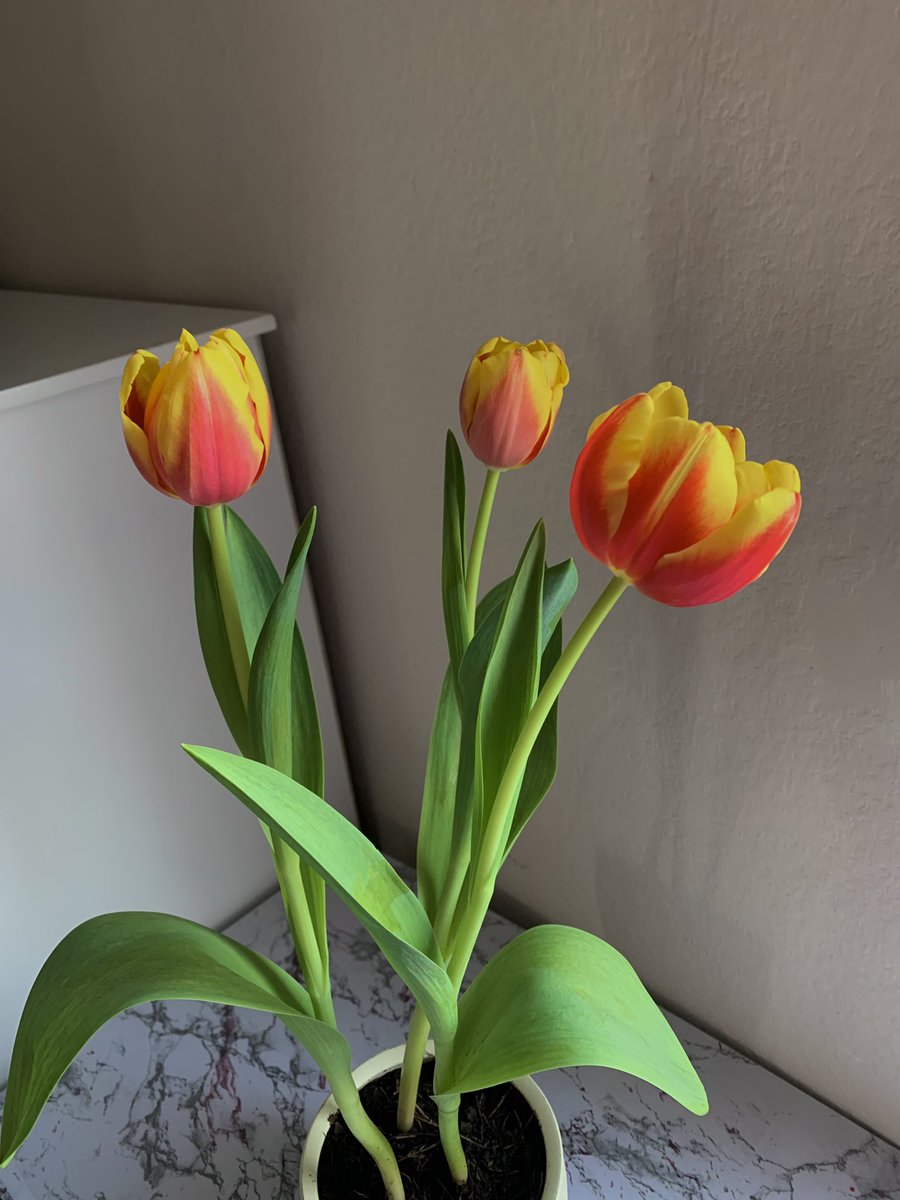 Joemi 🦋✨ tweet media