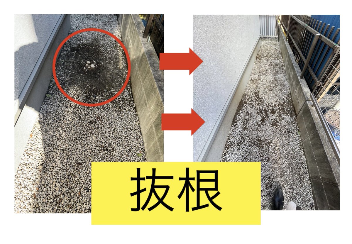 Benry_5866's tweet photo. 抜根のご依頼です✨
抜根は結構大変ですよね(＞人＜;)
2m程の高さの木であれば、
1m以上の根が張っています‼️
それだけ土を掘るのは重労働😱

当店にはお庭関係のプロがいますので
このようなご依頼も大歓迎♪
お問い合わせお待ちしております😊

#抜根 #お庭の手入れ #benry
#ベンリー尾張旭店 https://t.co/NFbmXZbuyL