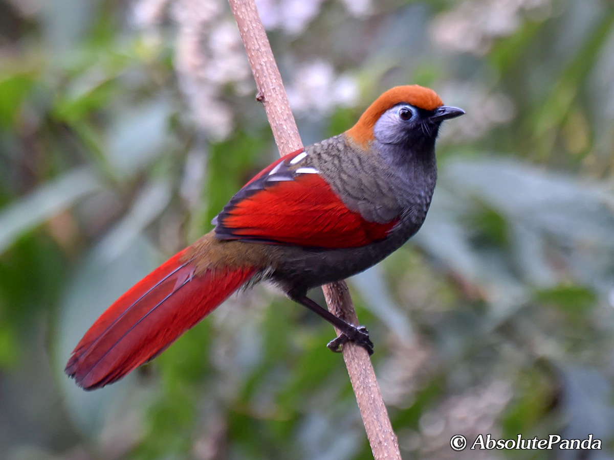 AbsolutepandaCD's tweet photo. The Red-tailed Laughingthrush has a rare population and is a national second-level key protected bird. It mainly lives in evergreen broad-leaved forests, bamboo forests, and forest edge shrubs at an altitude of 1,500-2,500 meters. 

#赤尾噪鹛 #Laughingthrush #AbsolutePanda https://t.co/kB6DVJ7rUf