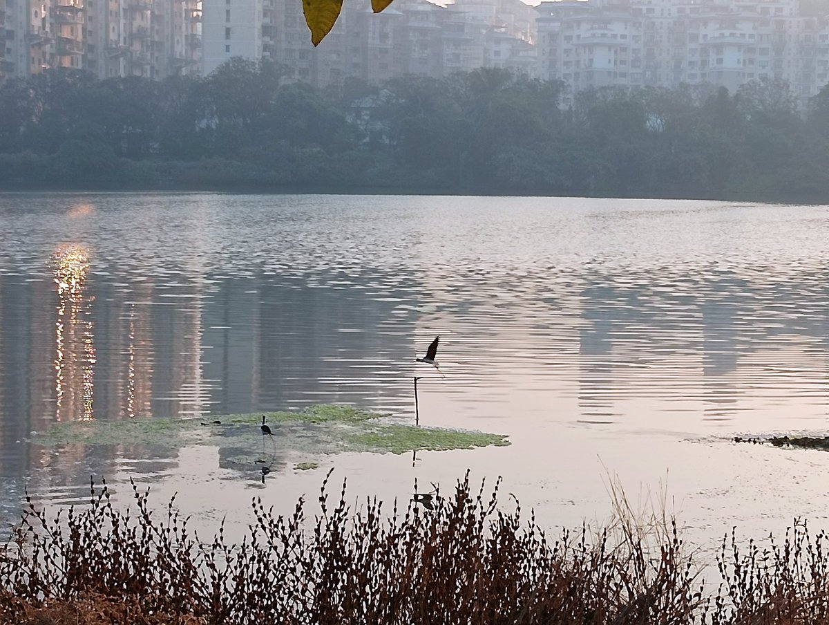 dharmeshbarai's tweet photo. One side, Navi Mumbai wanted to declare Flamingo city & on other side, many encroachments are taking place which keep the flamingos away from their natural habitats. Destructive, artificial fishing in full swing at NRI & TS Chanakya Wetlands
@AUThackeray pls intervene immediately https://t.co/myFYwImcM2