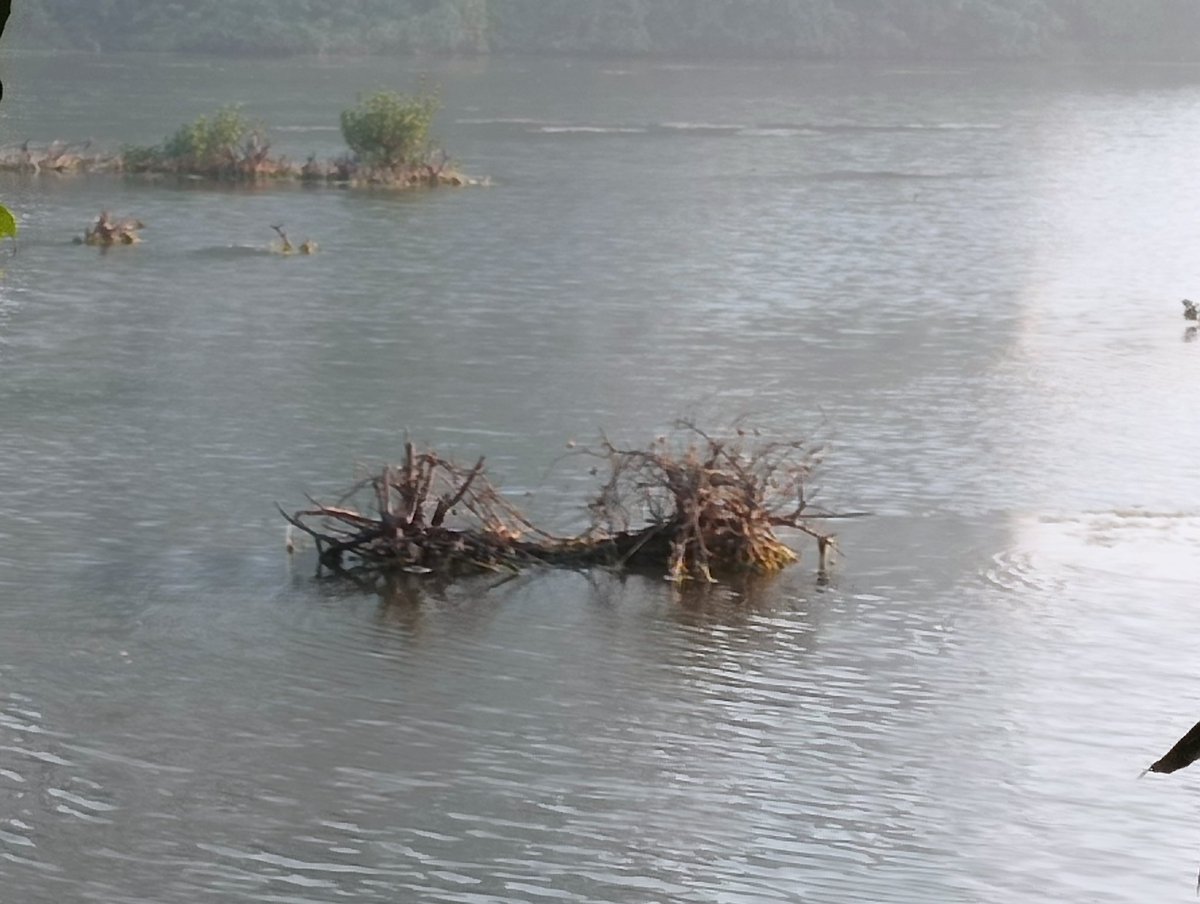 dharmeshbarai's tweet photo. One side, Navi Mumbai wanted to declare Flamingo city & on other side, many encroachments are taking place which keep the flamingos away from their natural habitats. Destructive, artificial fishing in full swing at NRI & TS Chanakya Wetlands
@AUThackeray pls intervene immediately https://t.co/myFYwImcM2
