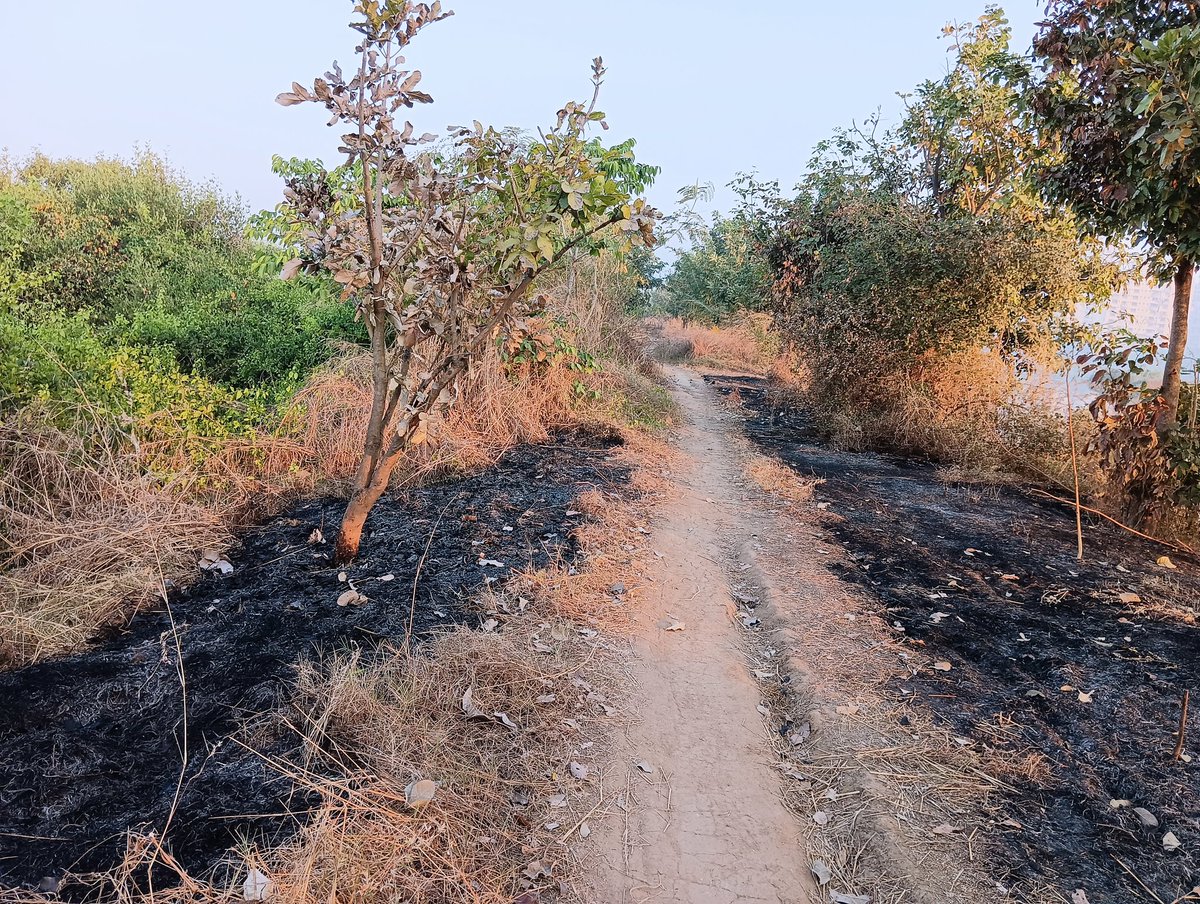 dharmeshbarai's tweet photo. One side, Navi Mumbai wanted to declare Flamingo city & on other side, many encroachments are taking place which keep the flamingos away from their natural habitats. Destructive, artificial fishing in full swing at NRI & TS Chanakya Wetlands
@AUThackeray pls intervene immediately https://t.co/myFYwImcM2