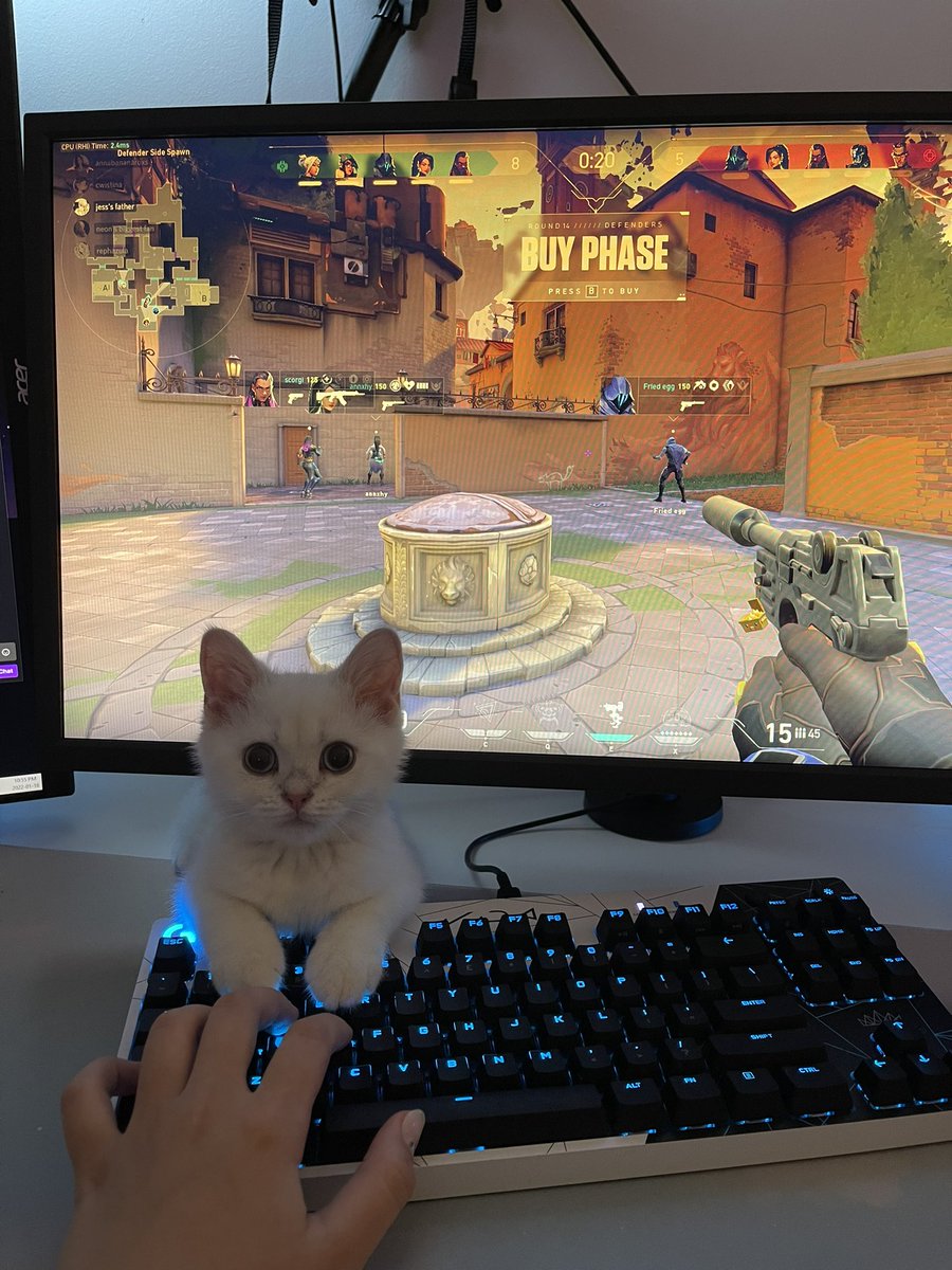 jessicahkim's tweet photo. he wants so much attention when i stream it’s impossible to play valorant https://t.co/H6sgMnM9i1