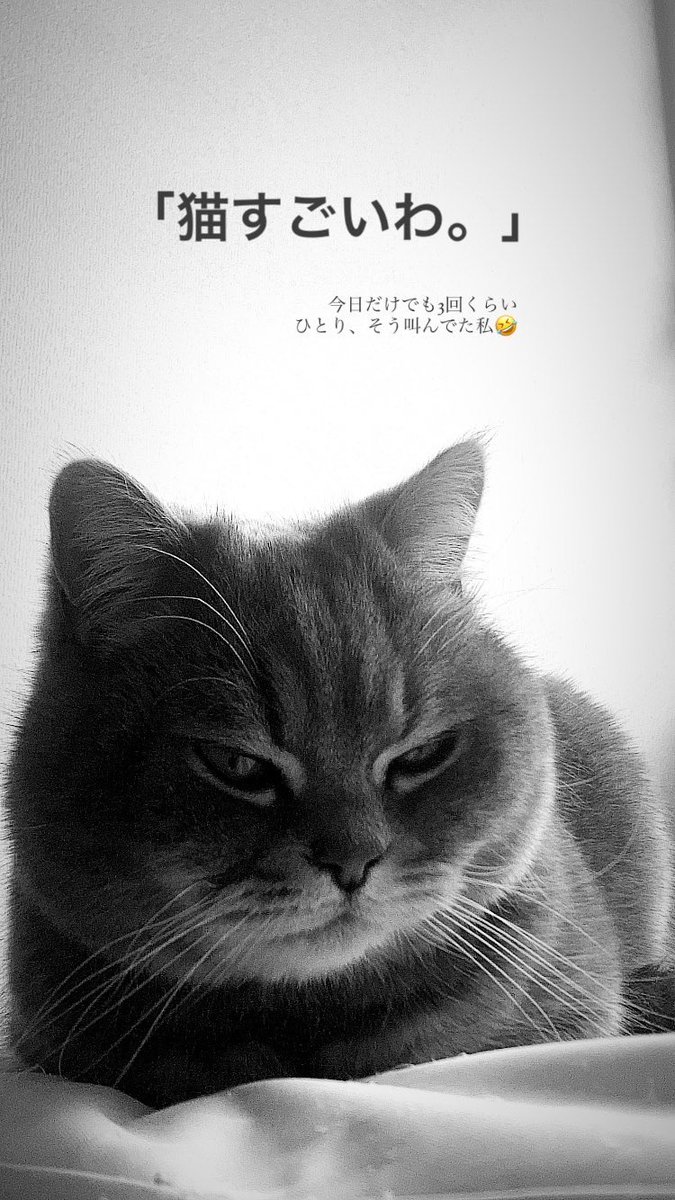 yumionjack's tweet photo. I'm inspired by them every meowment... https://t.co/Po7JHohNnj