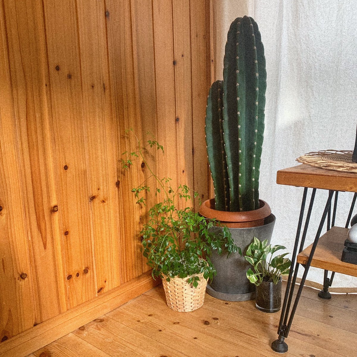 yukanooon's tweet photo. あんま大きい声で言いたくないけど、我が家は築33年の超激安マンション🌵笑 https://t.co/5HpmTENntf