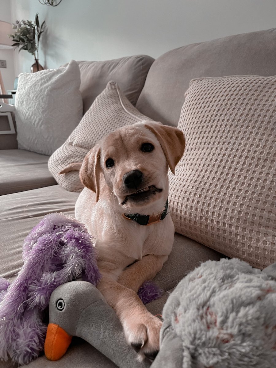 olivethefawnlab's tweet photo. Just brushed my teeth, showing my mum my pearly whites 🦷 

-who else’s dog gets their lip stuck like this? 😂😂

#dogsoftwitter #dogs #LabradorRetriever #labrador #Smile https://t.co/st0u9gPwMY