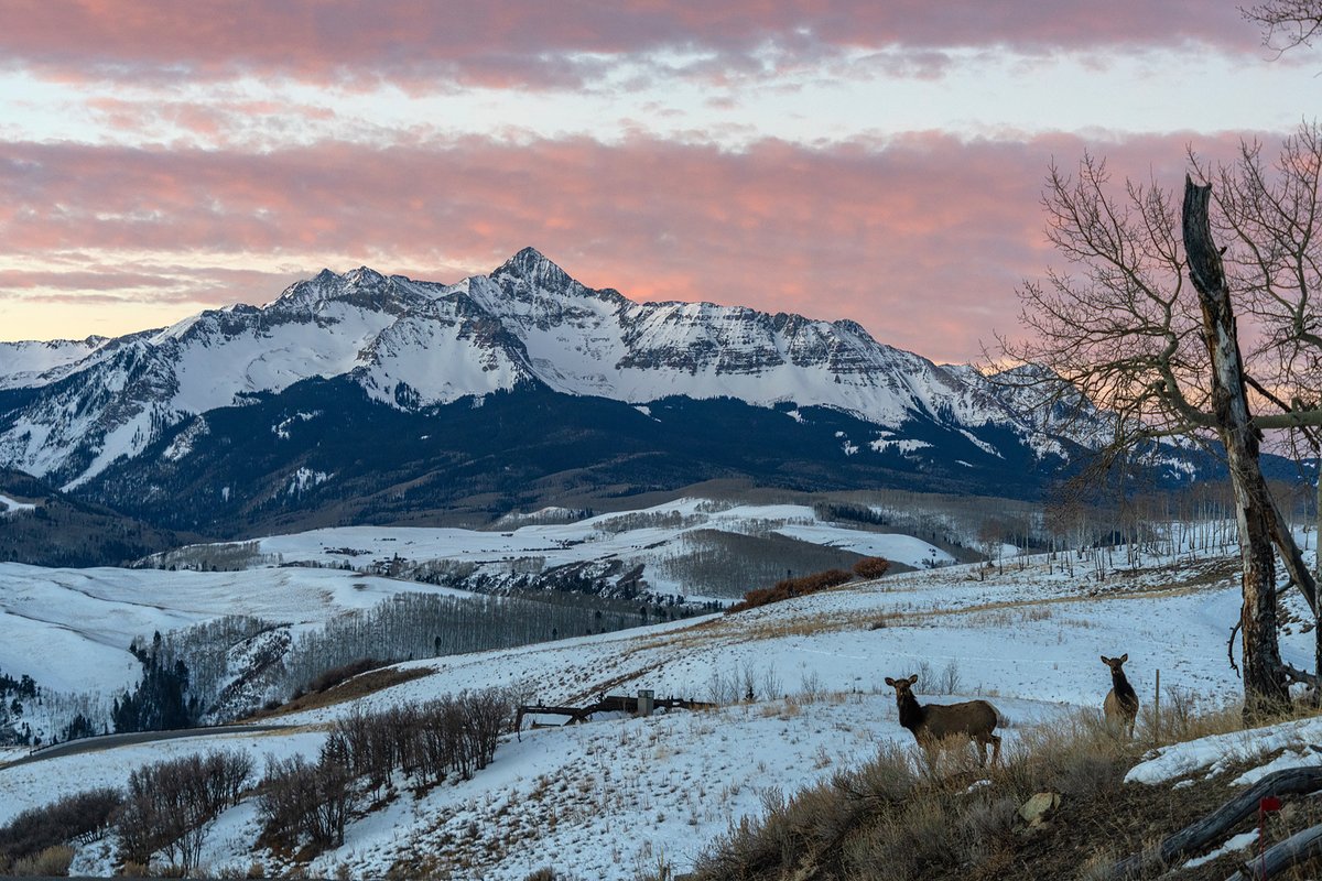 VisitTelluride's tweet photo. βGood neighbors always spy on you to make sure you are doing well.β
#discovertelluride #elk #magicmeadow #wilsonpeak #sanjuanmountains #colorado
photo cred: Ryan Bonneau https://t.co/mAliOFhsFV