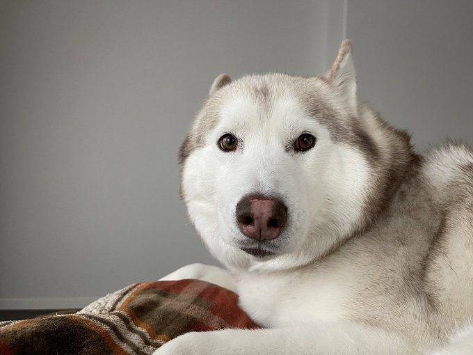 ハスキー犬のtwitterイラスト検索結果