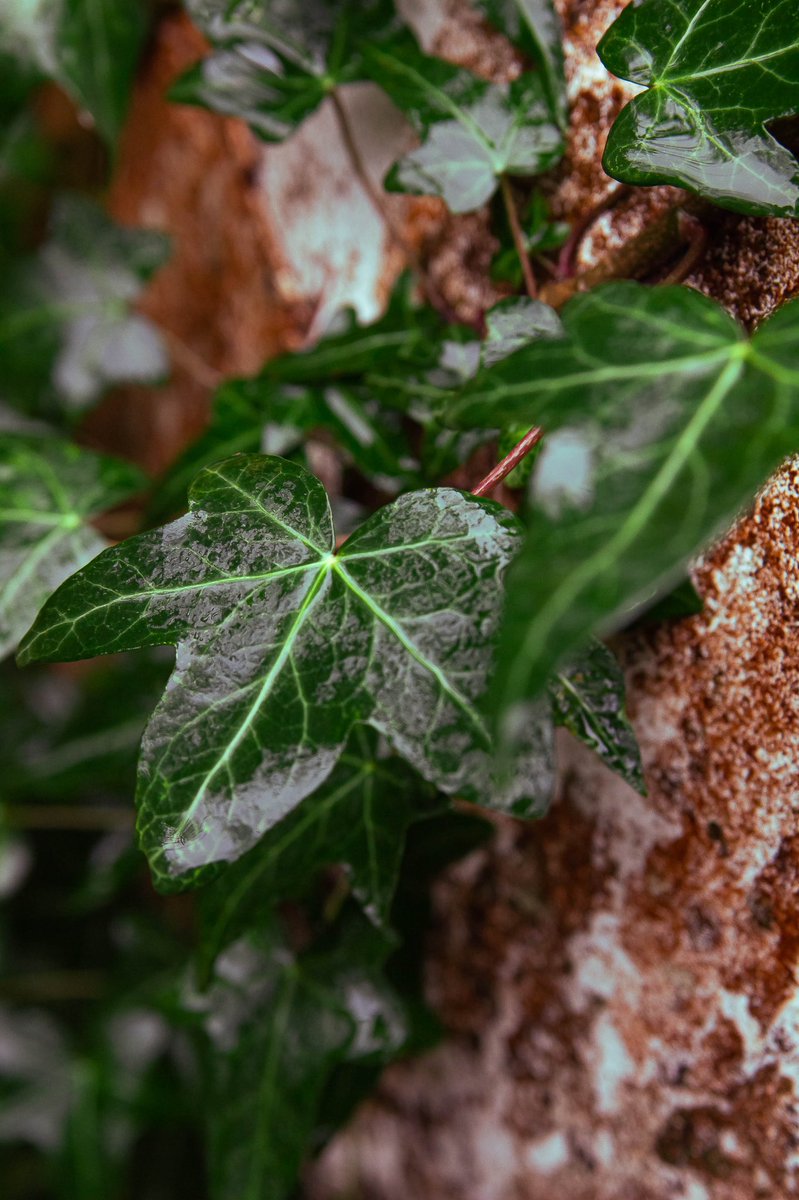 aracelitaranto's tweet photo. Wisconsin and some close ups of flora in Washington. #roadtripacrossthesea #flora #Wisconsin #Washington #smalltownaesthetic https://t.co/vGq8FifUFU