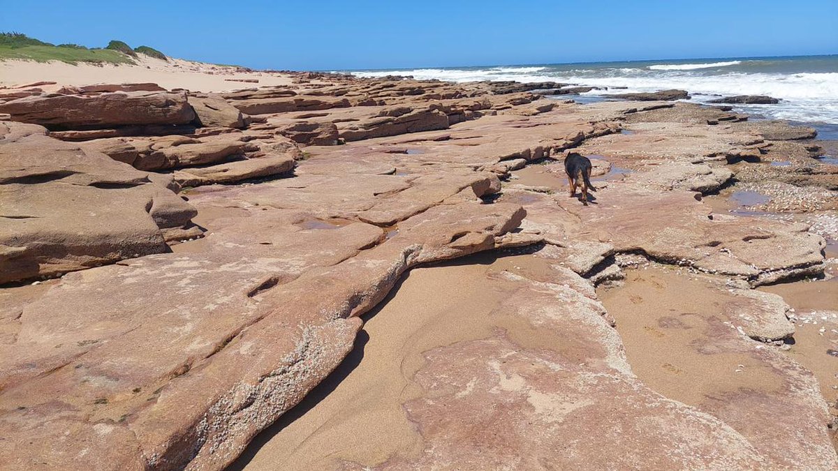 SAPoliceService's tweet photo. #sapsKZN Port Shepstone #SAPS #SAR &amp; #K9SAR resumed search efforts at Mfafazane beach, Hibberdene for the 11yr-old boy presumed drowned on 17/01. #K9's Bear &amp; Ferie searched the shore with no success. Search efforts will continue today. #WaterSafety ME https://t.co/G3CobQKVoL