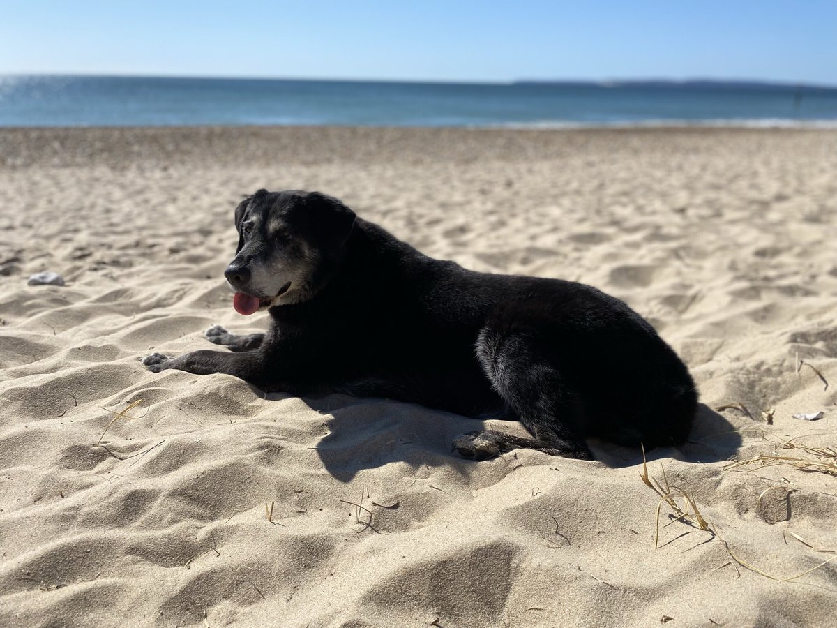 Good morning everyone, I’ve been a bit quiet lately as I’m not getting out much cos the cold weather is affecting my poor old joints, dreaming of the sunny days and getting back to the beach

#seniordogs
#dogsoftwitter 
#winter 

🥶🐶🐾🐕❤️