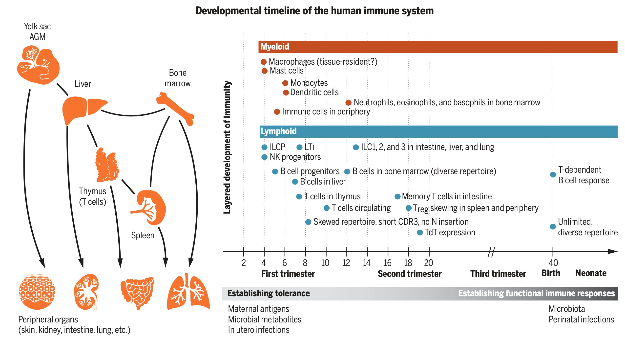 human immune system cells