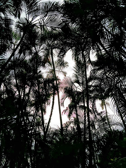 沖縄風景 東南植物楽園