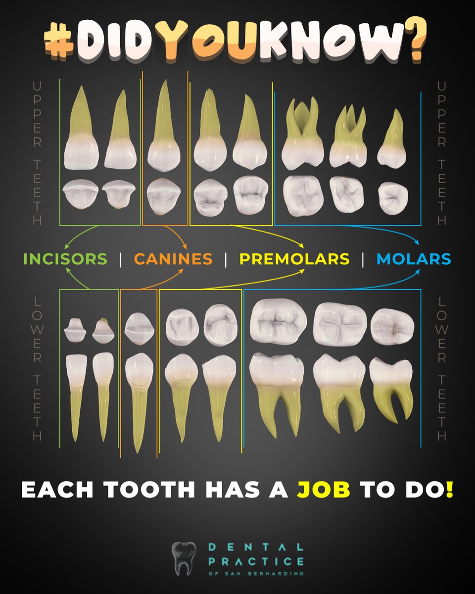 CareBernardino's tweet image. #DidYouKnow❓ 🤔

Each tooth 🦷 has a specific job to do with 4 different types of teeth in the mouth, such as incisors, canines, premolars, and molars.

#wednesdaywisdom #typesofteeth #dental #dentistry #toothchart #sanbernardino #dentalpracticeofsanbernardino