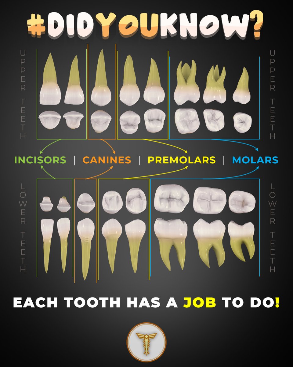 KeyWestDental's tweet image. #DidYouKnow❓ 🤔

Each tooth 🦷 has a specific job to do with 4 different types of teeth in the mouth, such as incisors, canines, premolars, and molars.

#wednesdaywisdom #typesofteeth #dental #dentistry #toothchart #keywest #keywestdentist