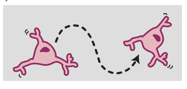 "Wait, you have a wet lab?"  Come for the overview of patient-derived cellular models in <a href="/BiologicalPsyc1/">Biological Psychiatry</a> <a href="/SOBP/">Society of Biological Psychiatry</a> by Steve Sheridan, stay for the dancing microglia by <a href="/joyehorng/">Joy E. Horng</a> biologicalpsychiatryjournal.com/article/S0006-…