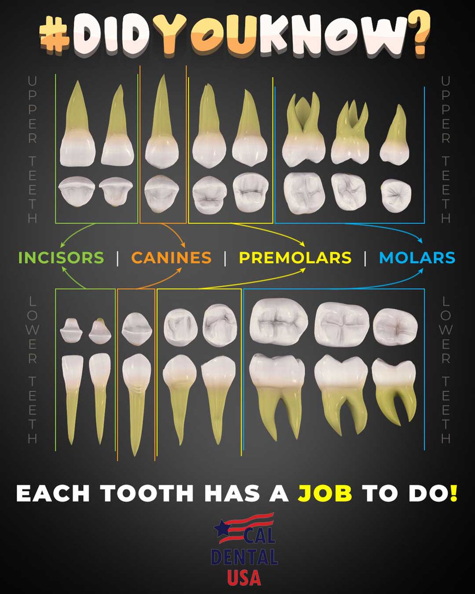 caldentalgroup's tweet image. #DidYouKnow❓ 🤔

Each tooth 🦷 has a specific job to do with 4 different types of teeth in the mouth, such as incisors, canines, premolars, and molars.

#wednesdaywisdom #typesofteeth #caldentalpasadena #pasadena