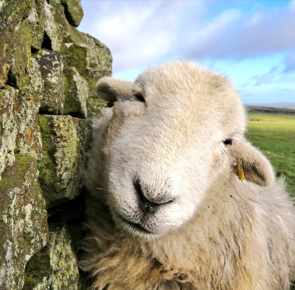 highfieldsherdy's tweet photo. After a start of thick fog &amp; heavy showers the skies have cleared. Droopsy seeking shelter by the wall side out of the blustery winds. #droopsy #hillfarm #herdwicks #farm #peakdistrict https://t.co/gH8xa3Cp3b