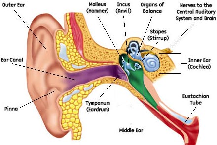 Did you know that your ears could sing? Read this #LayLanguage paper to learn more: The inner ear as a musical instrument acoustics.org/5amu1-the-inne…