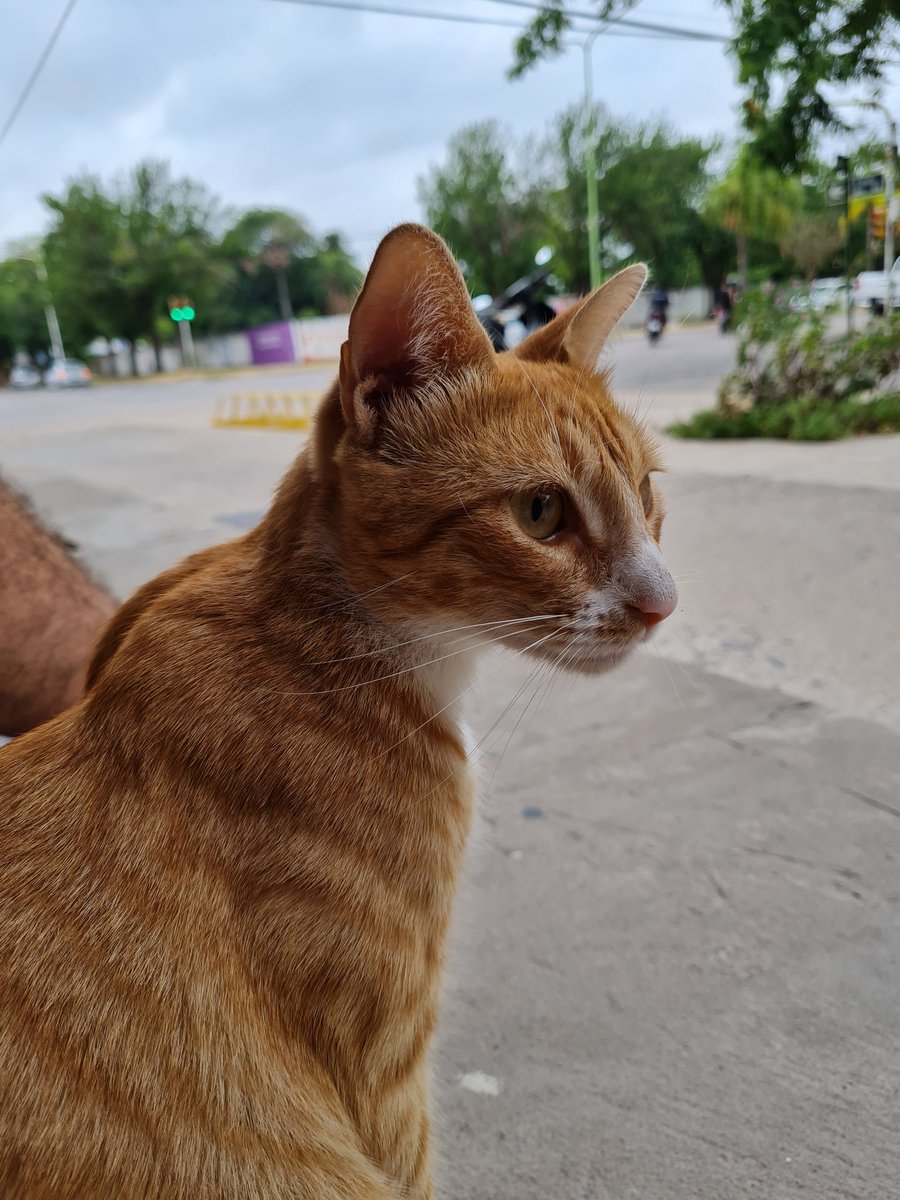 AlejoSager's tweet photo. Nose quien sos, pero gracias por venir a visitarme todos los días mientras trabajo https://t.co/P5FD0YrMrC