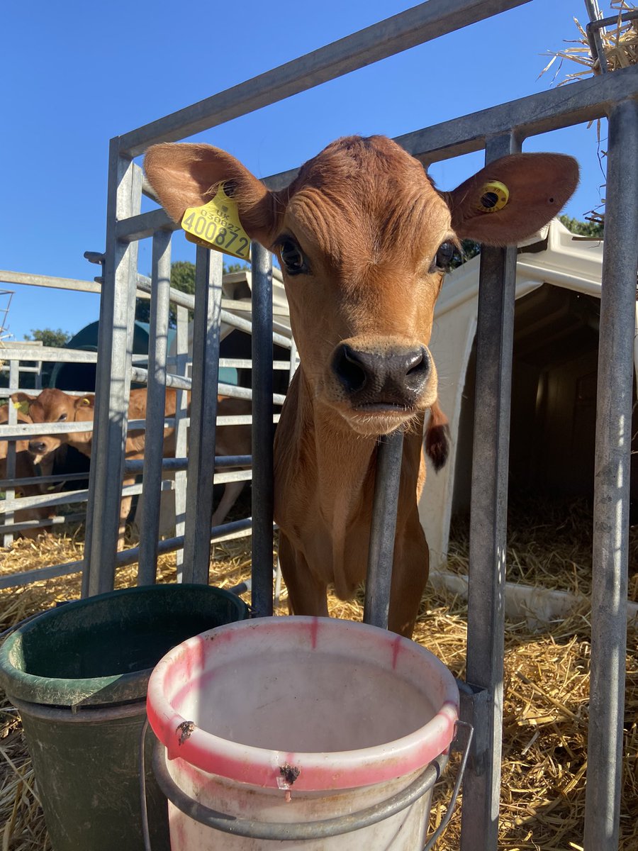 ✨UK Dairy Farmers✨

For my dissertation, I’m researching colostrum management!🍼

My survey takes 5-10 mins and any responses would be very helpful🐄 

Please share!

harper-adams.onlinesurveys.ac.uk/an-investigati…

<a href="/NFU_Dairy/">NFU Dairy</a> <a href="/HolsteinUK/">Holstein UK</a> <a href="/NFYFC/">NFYFC</a> <a href="/jerseycattleuk/">Jersey Cattle Society of the UK</a>  <a href="/AHDB_Dairy/">AHDB Dairy</a> <a href="/FarmersWeekly/">Farmers Weekly</a> <a href="/FarmingUK/">FarmingUK</a>