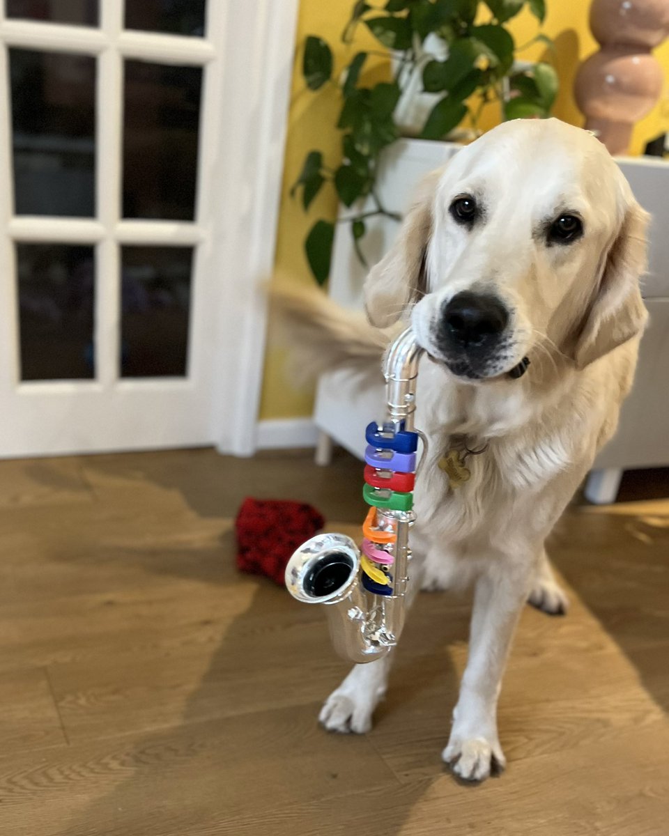 He’s thinking of getting a band together #goldenretriever