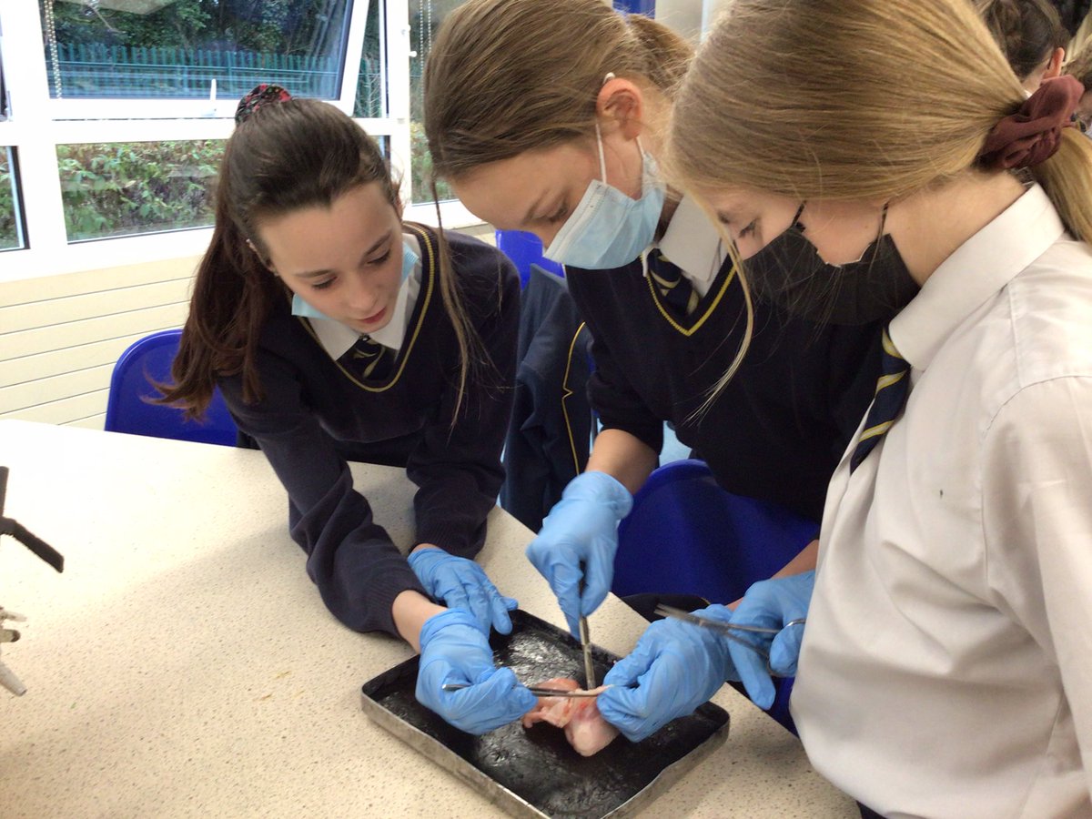 rba_science's tweet photo. Mr Martin’s Year 7 class were investigating tissues in a chicken wing by dissecting it to discover tendons, muscles, bone and blood vessels amongst others! https://t.co/oXPAiV3zAz