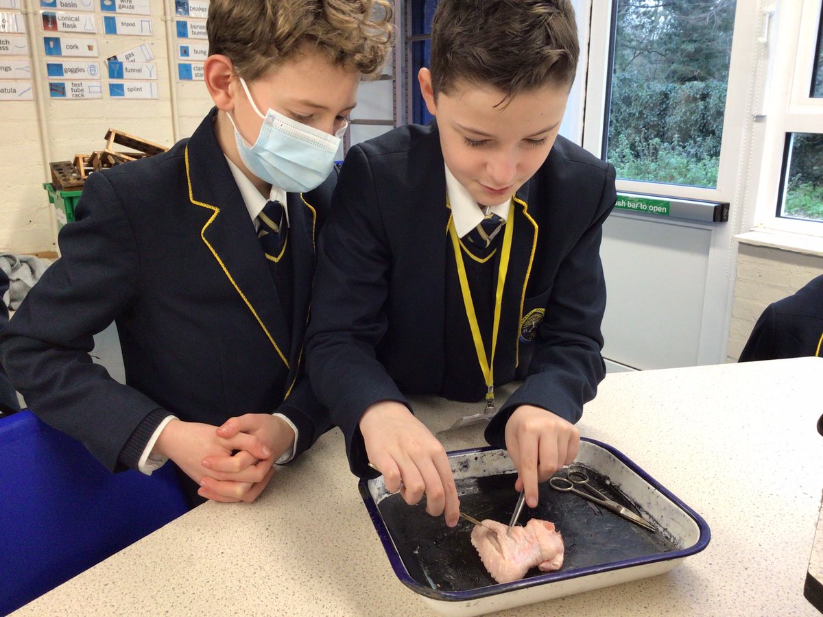 rba_science's tweet photo. Mr Martin’s Year 7 class were investigating tissues in a chicken wing by dissecting it to discover tendons, muscles, bone and blood vessels amongst others! https://t.co/oXPAiV3zAz