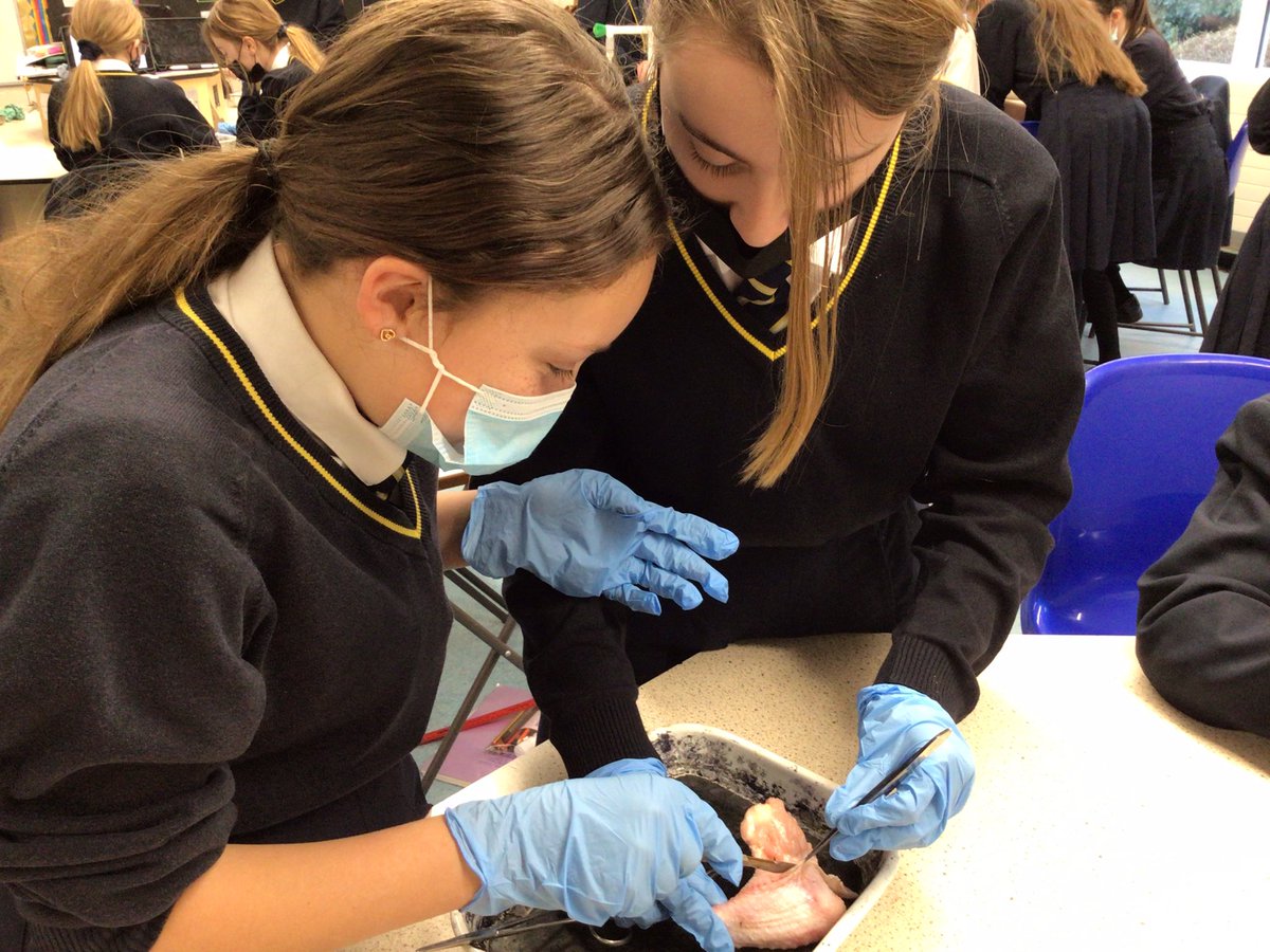 Mr Martin’s Year 7 class were investigating tissues in a chicken wing by dissecting it to discover tendons, muscles, bone and blood vessels amongst others!