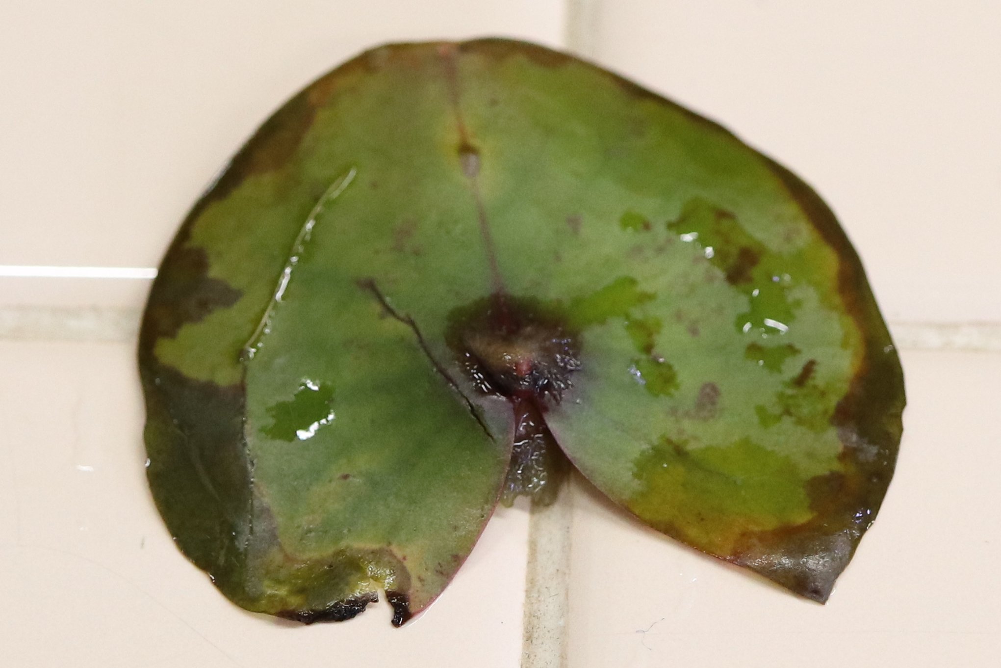 Tweets With Replies By Waterplantslover Waterplantslov1 Twitter