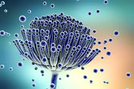 Work <a href="/uclh/">UCLH</a> on Fungal Disease in our large haem cohort bit.ly/3fF3uW0 Ideal someone interested data-science Infectious Diseases/Haematology