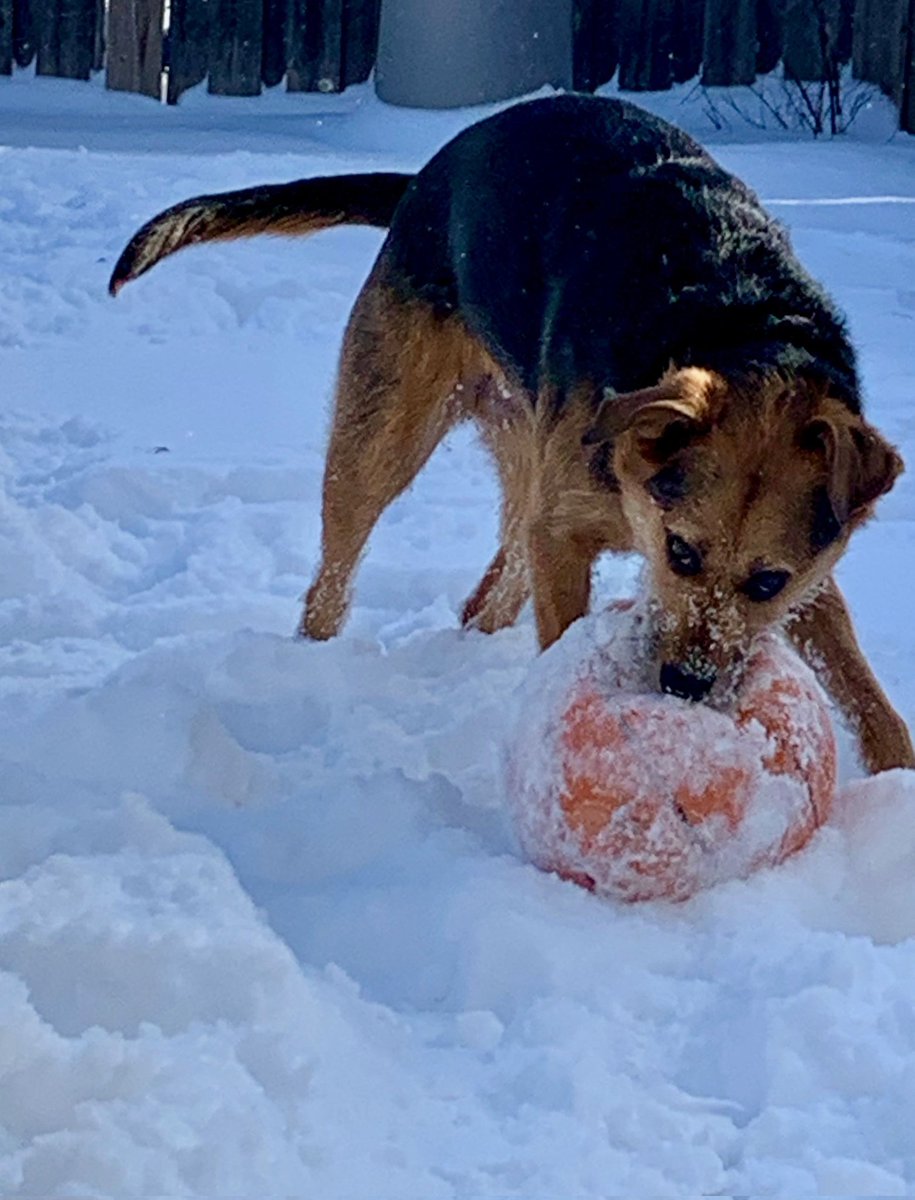 We are still digging out! Meanwhile, Abby continues to play ball 🏀.  Clever gal!
#ONstorm #dogsoftwitter