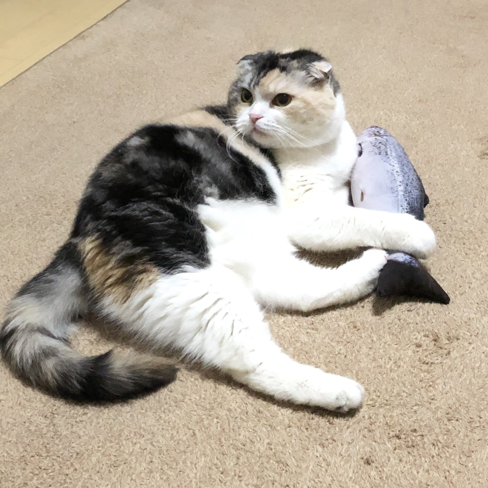 MORTEX ごねこ MORTEX ごねこ MORTEX/モールテックス - NATURAL | TECTURE